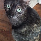 Nala
