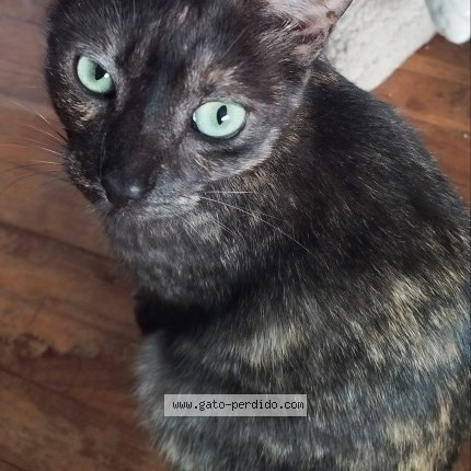 Foto 1/1 Nala Gato perdido en Montevideo