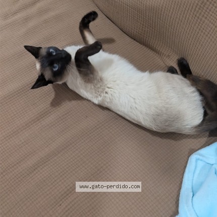 Foto del gato perdido en Barcelona