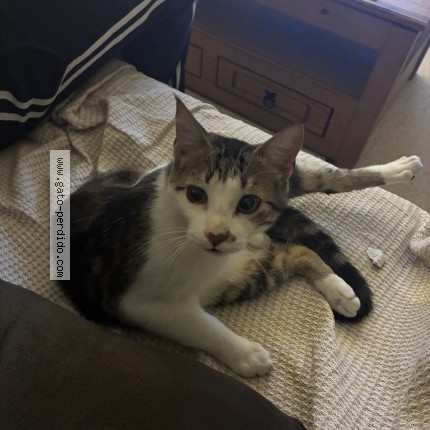 Foto de gato encontrado en Mvd