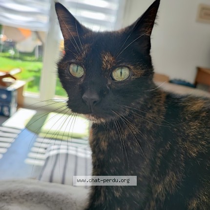 Foto de un gato reunido en Dombasle Sur Meurthe