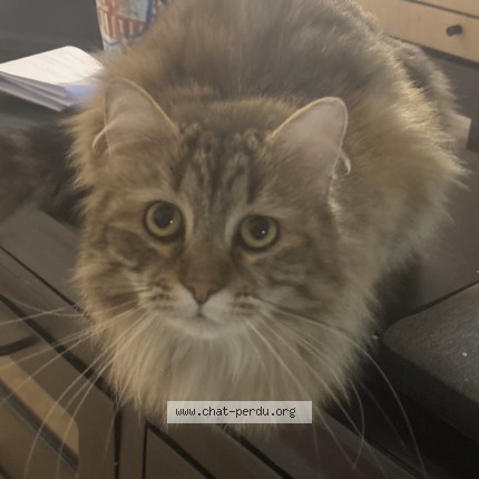 Foto de un gato reunido en Roubaix