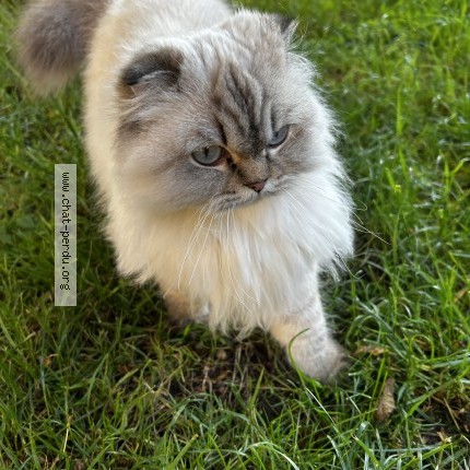Foto de un gato reunido en Meythet