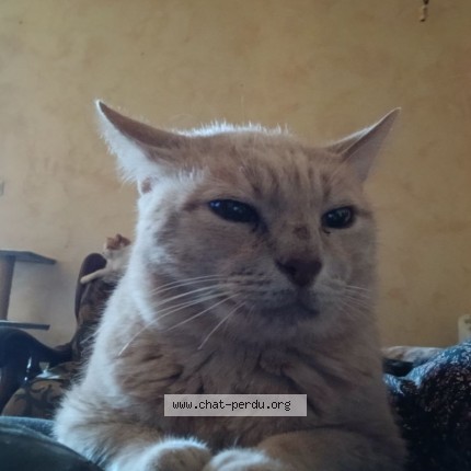 Foto de un gato reunido en Noyant De Touraine 37800