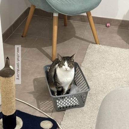 Foto de un gato reunido en Beaucouze