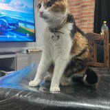 Mishuna