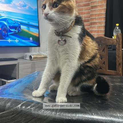 Foto del gato perdido en Cordoba