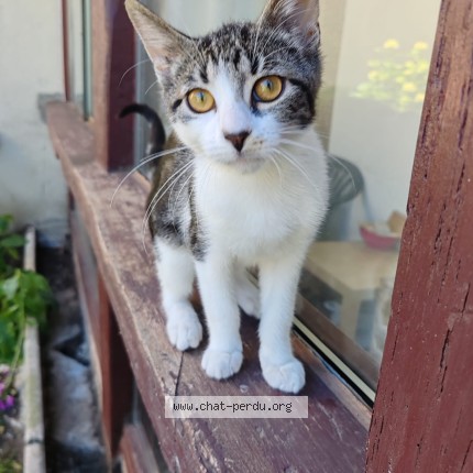 Foto de un gato reunido en Bregy