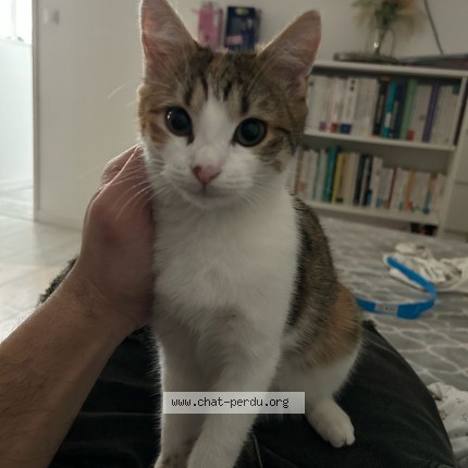 Foto de un gato reunido en Savignies
