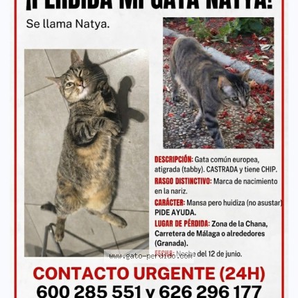 Foto 1/1 nadja Gato perdido en Granada