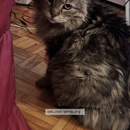 Foto de un gato reunido en St Leonard