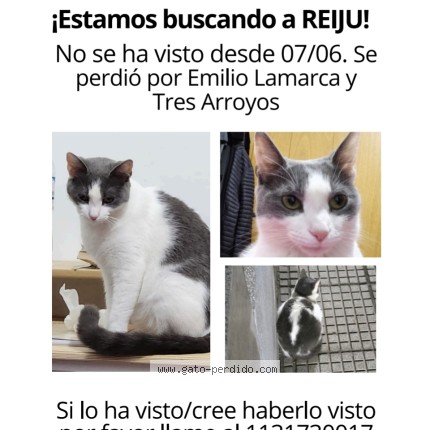 Foto del gato perdido en Buenos Aires