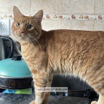 Foto del gato perdido en Banfield