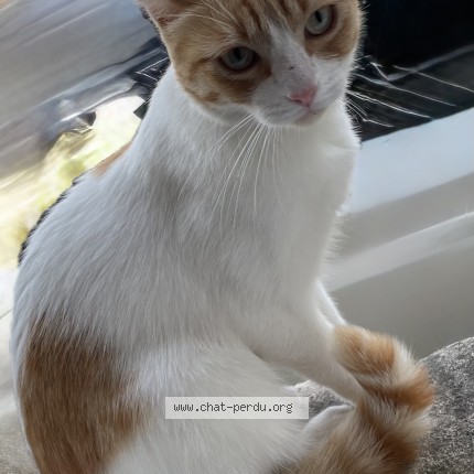Foto de un gato reunido en Saint Medard En Jalles