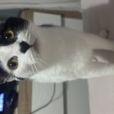 Nala