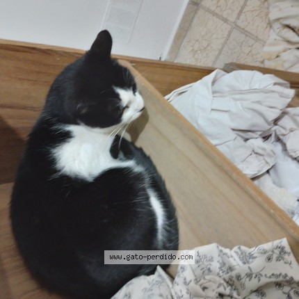 Foto del gato perdido en Sarandi