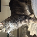 arya