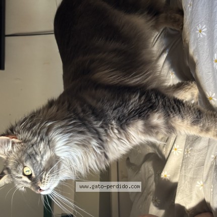 Foto 1/1 arya Gato perdido en Sant Boi De Llobregat