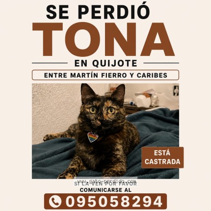 Foto 1/1 Tona Gato perdido en Montevideo