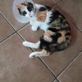 kimba