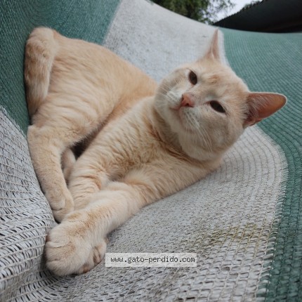 Foto 1/1 Asrael Gato perdido en Bolivia