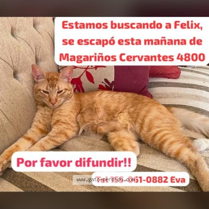 Foto 1/1 Felix Gato perdido en Caba