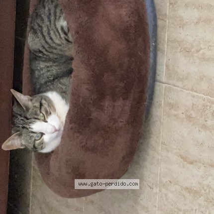 Foto 1/1 gusty Gato perdido en Ibiza