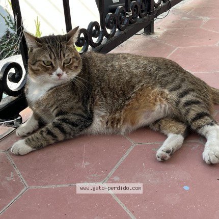 Foto 1/1 Mushu Gato perdido en Guadalajara
