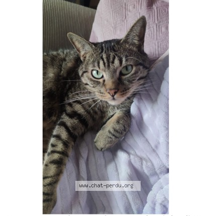 Foto de un gato reunido en Joue Les Tours