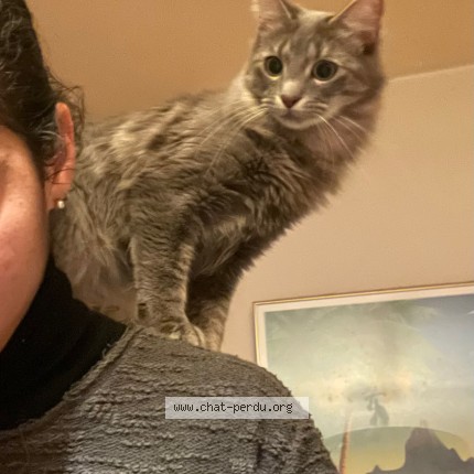 Foto de un gato reunido en Maisons Alfort