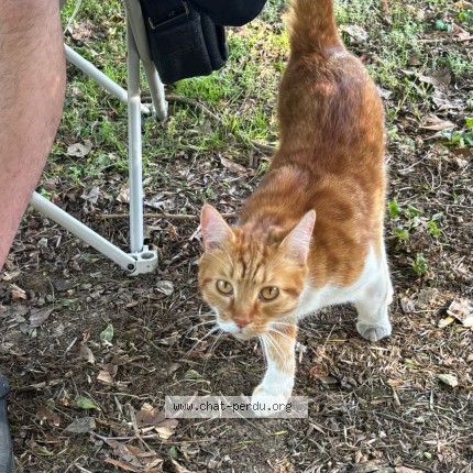 Foto de un gato reunido en St Brice Sous Foret