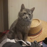 Simba