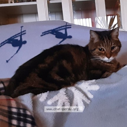 Foto de un gato reunido en Nogent Sur Marne