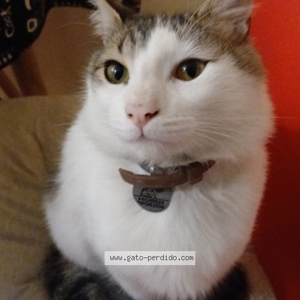 Foto del gato perdido en Villa Don Bosco
