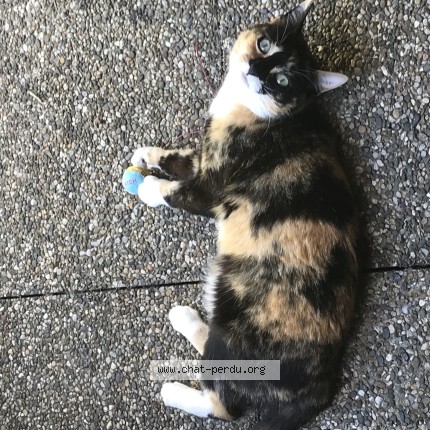 Foto de un gato reunido en Colomiers