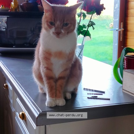 Foto de un gato reunido en Saint Jean De Monts