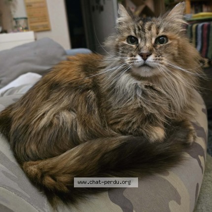 Foto de un gato reunido en Cagnac Les Mines