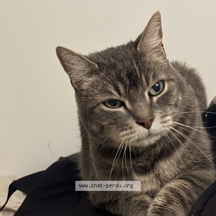Foto de un gato reunido en Wattrelos