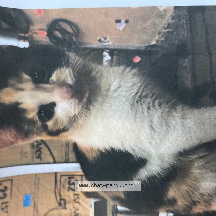 Foto de un gato reunido en Saint Herblain