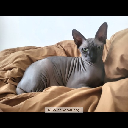 Foto de un gato reunido en Bruxelles