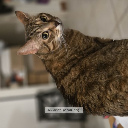 Foto de un gato reunido en Rennes