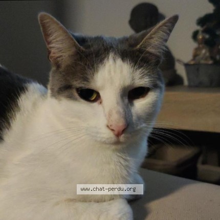 Foto de un gato reunido en Algrange