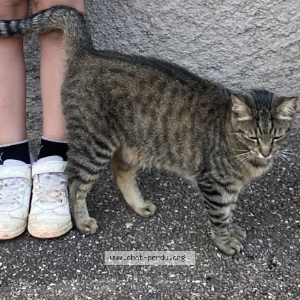 Foto de un gato reunido en Entzheim