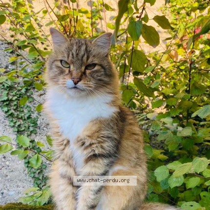 Foto de un gato reunido en Villemoirieu