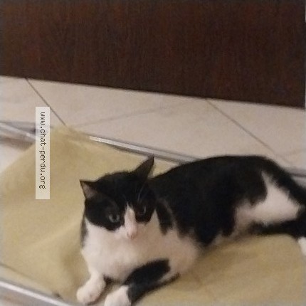 Foto de un gato reunido en Chennevieres Sur Marne