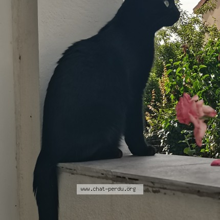 Foto de un gato reunido en Clermont Ferrand