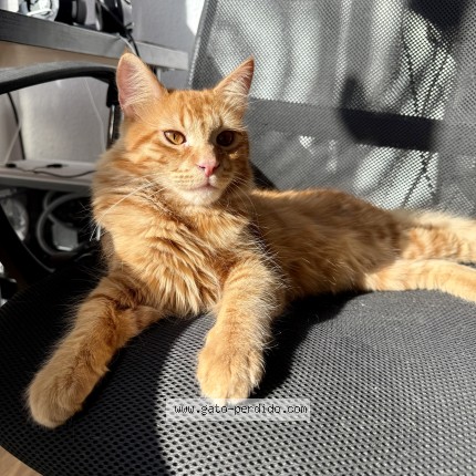 Foto del gato perdido en Malaga