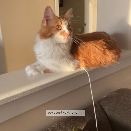 Foto de un gato reunido en Halifax