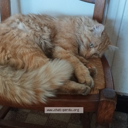 Foto de un gato reunido en Chavannes Sur Suran