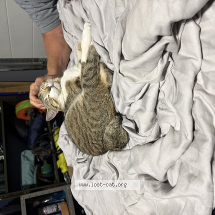 Foto de un gato reunido en Edmonton